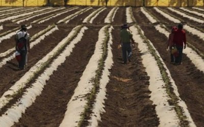 Agricultura en Sinaloa