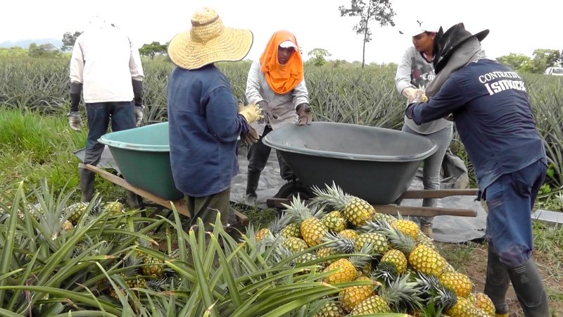 Pequeños productores