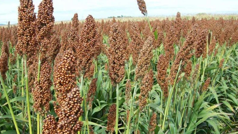 sorgo