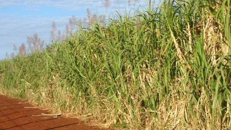 caña de azucar