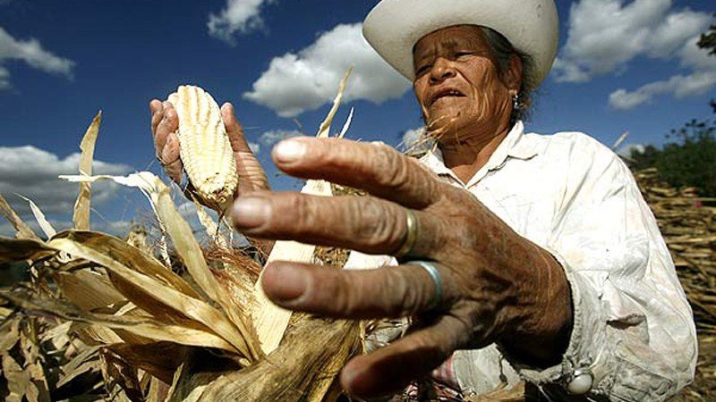 Campo mexicano