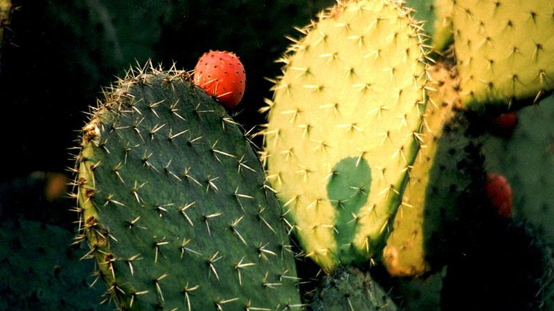 nopal