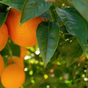 Naranjas usadas para crear biocombustible