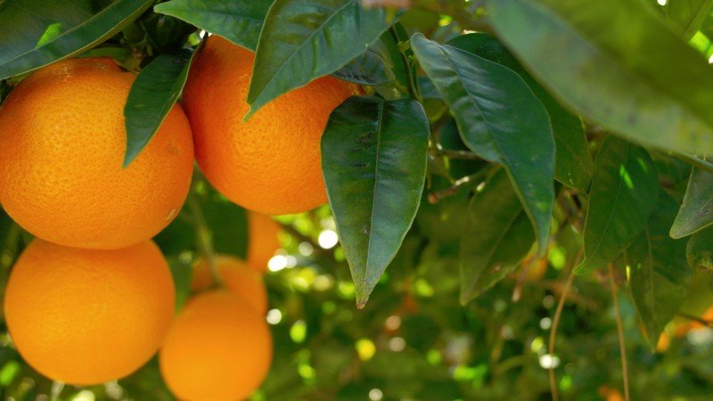 Naranjas usadas para crear biocombustible