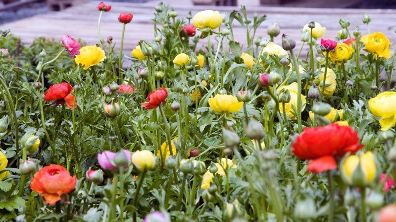 Cultivo de flores