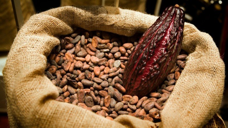 Cacao