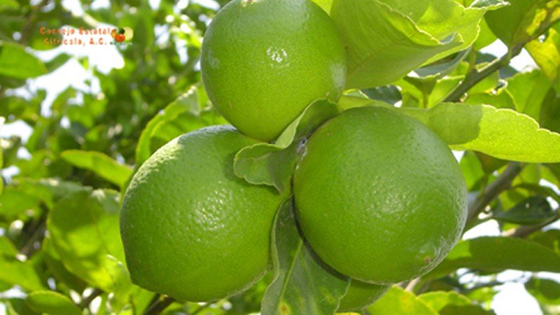 Limón