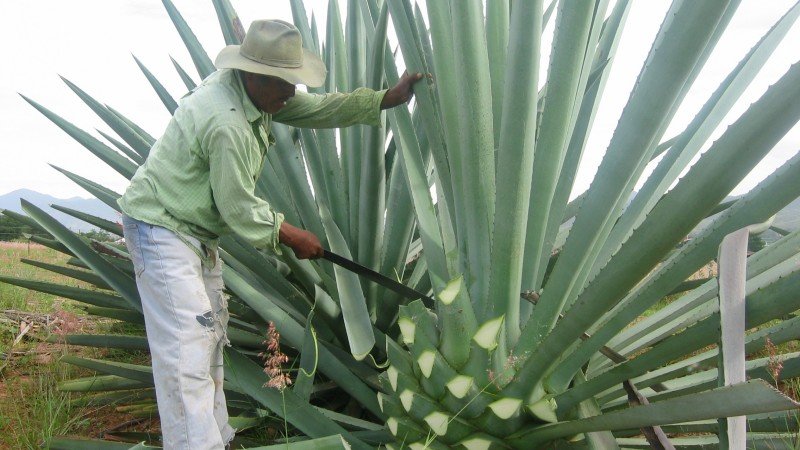 Mezcal