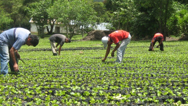 Agricultura