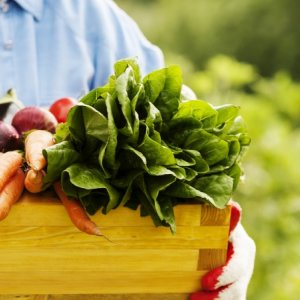 Alimentos orgánicos