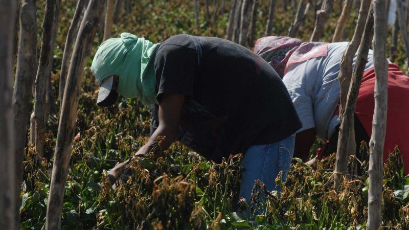 Agricultores