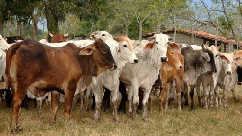 Ganado bovino