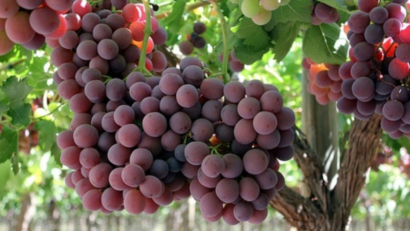 Uvas