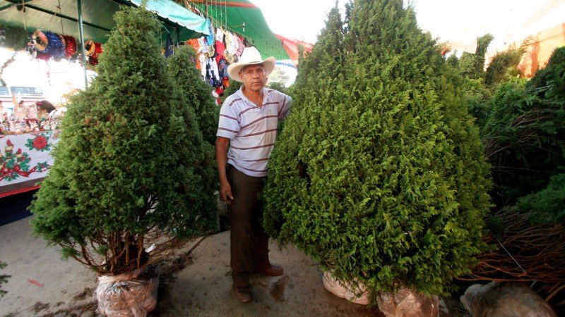 Arboles de navidad