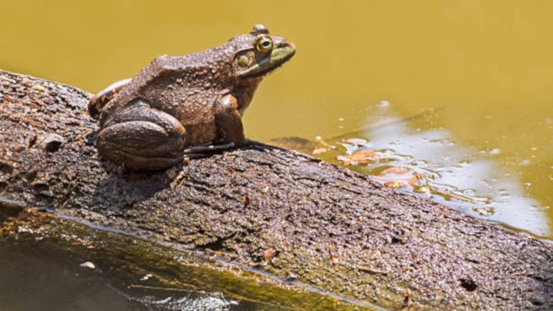 rana toro antibioticos