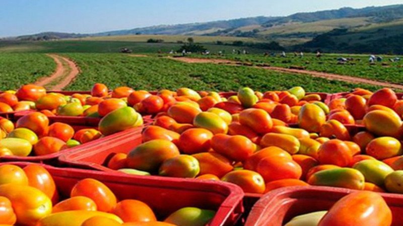 comercio agroalimentario