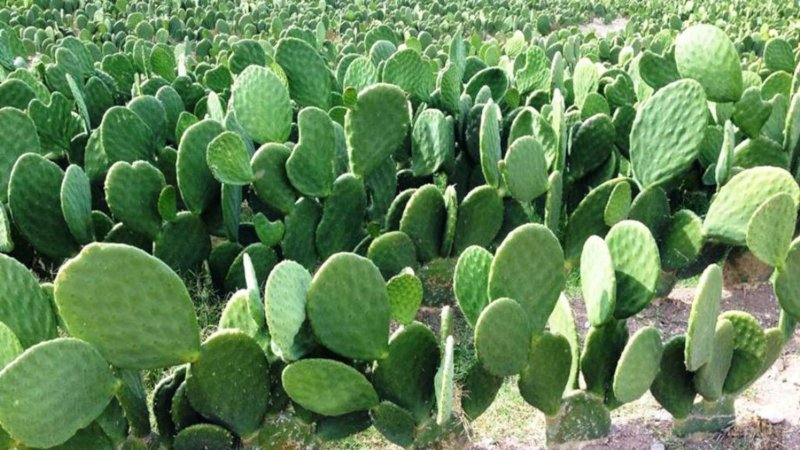 nopal_nacional