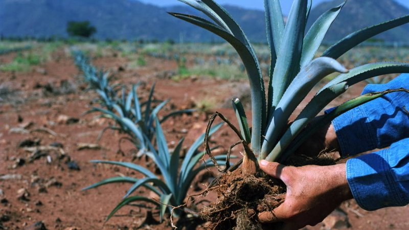 Agave-tequila