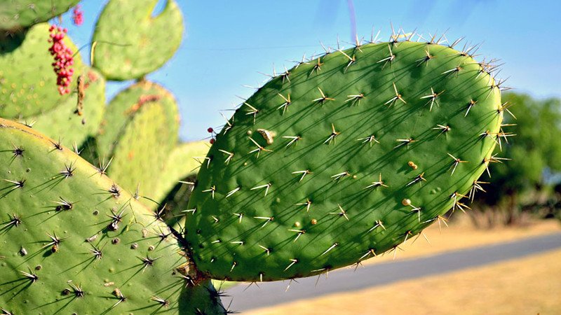 Nopal