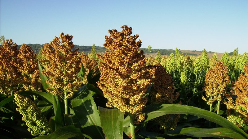 Sorgo mejorado