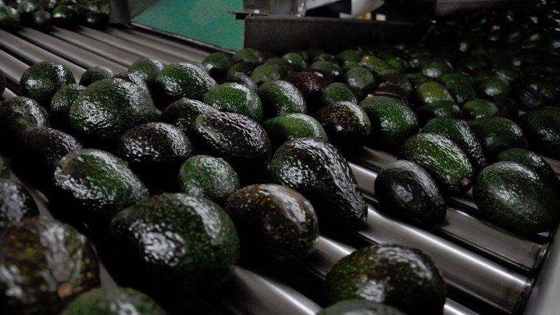 El Aguacate Mexicano Tendencia Entre Los Consumidores Chinos