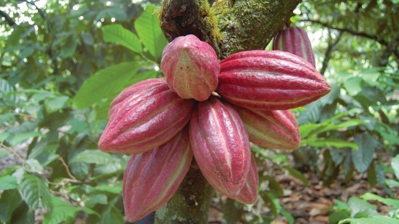 cacao tabasco