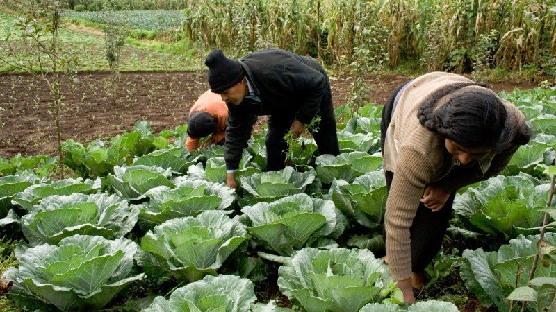 agricultura nueva zelanda