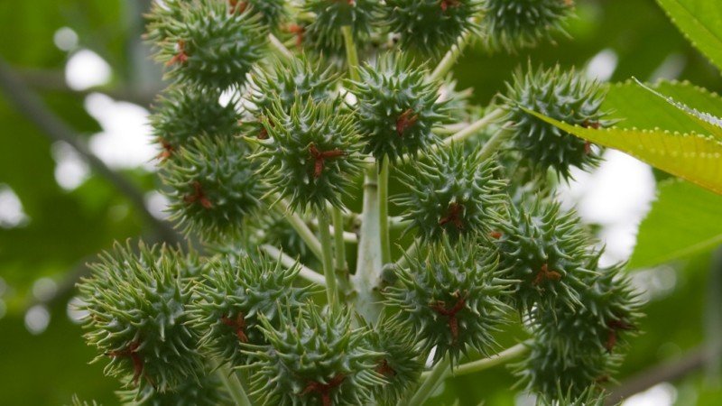 higuerilla aceite de ricino