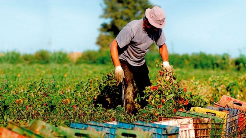 agricultura sader