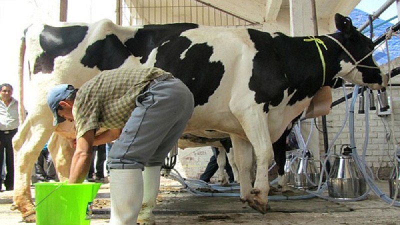 productores de leche