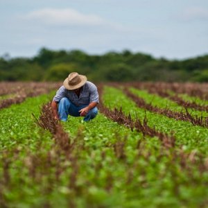 agricultura mexicana