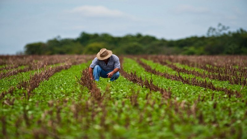 agricultura mexicana