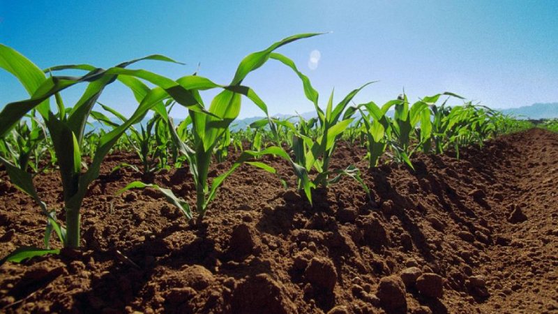 agricultura mexicana