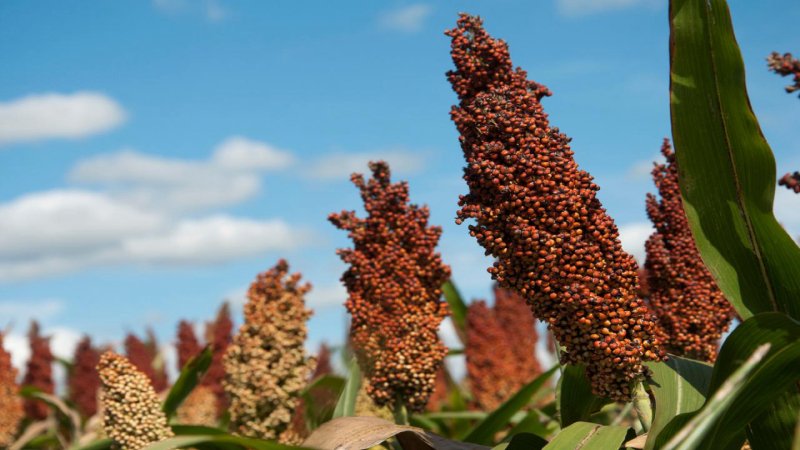 sorgo