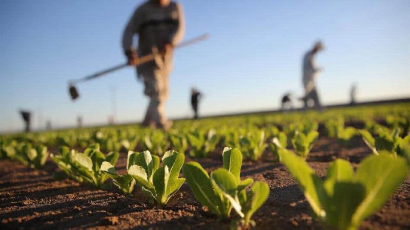 agricultura