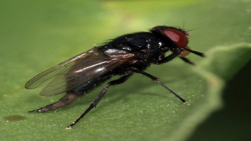 mosca prieta