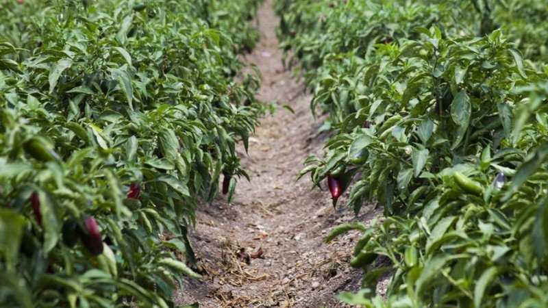 agricultura mexicana