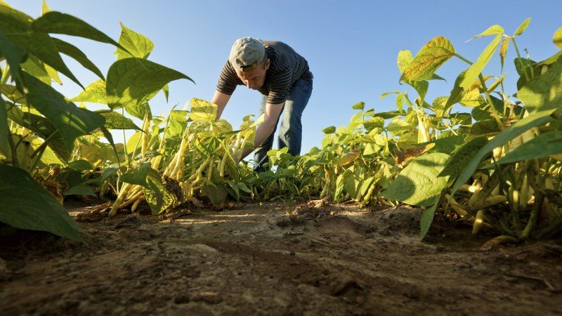 agricultura