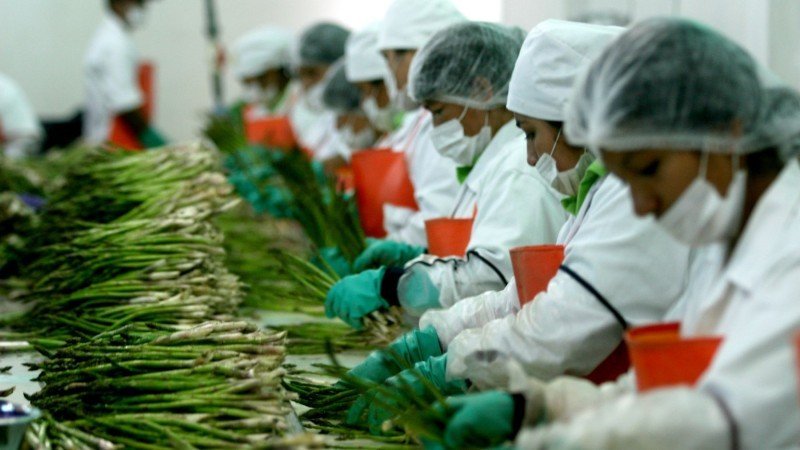 producción agrícola