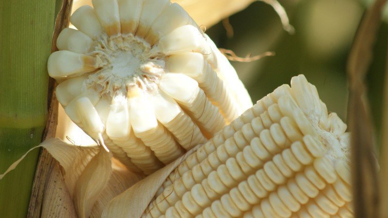 maíz transgénico