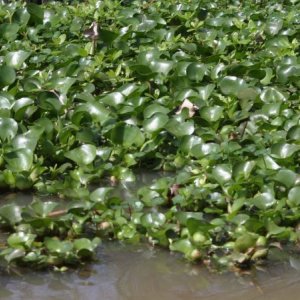 Jacinto de Agua