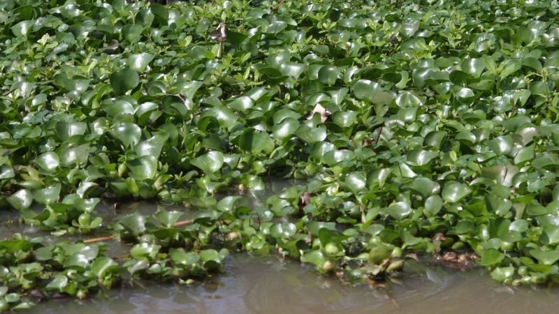 Jacinto de Agua
