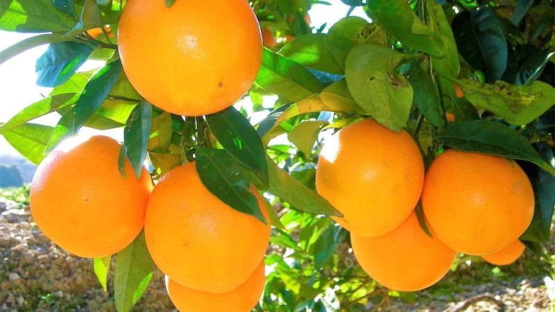 Los precios del jugo de naranja han alcanzado máximos históricos debido a la disminución de la produ