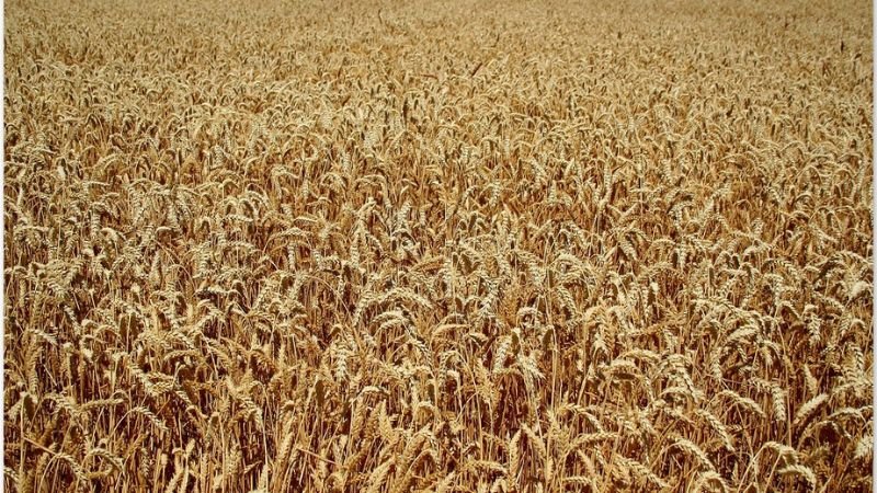 Futuros del trigo