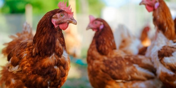 gallinas