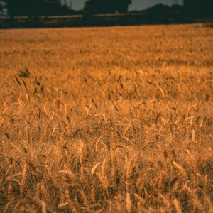 México Agroalimentario