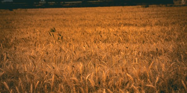 México Agroalimentario