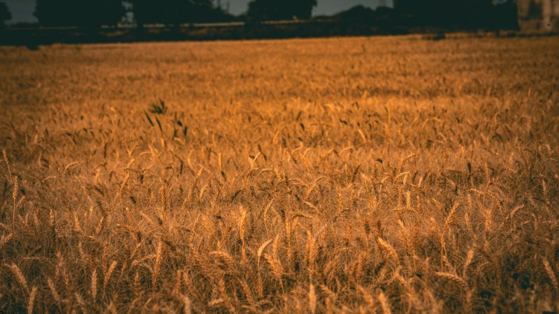 México Agroalimentario