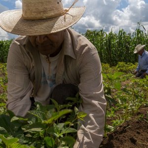 Crisis en el campo mexicano