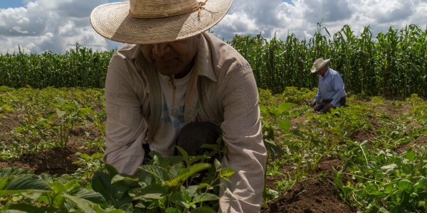 Crisis en el campo mexicano